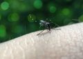 Resultado do LIRAa aponta infestação de 4,6% em Valadares