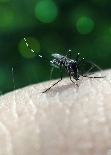 Resultado do LIRAa aponta infestação de 4,6% em Valadares