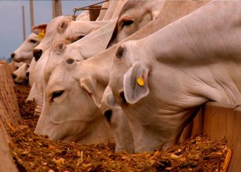 Hub do Agro oferece soluções tecnológicas para produtores rurais