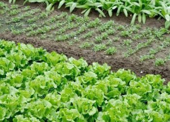 Emater-MG lança cartilha sobre compostagem para agricultores familiares