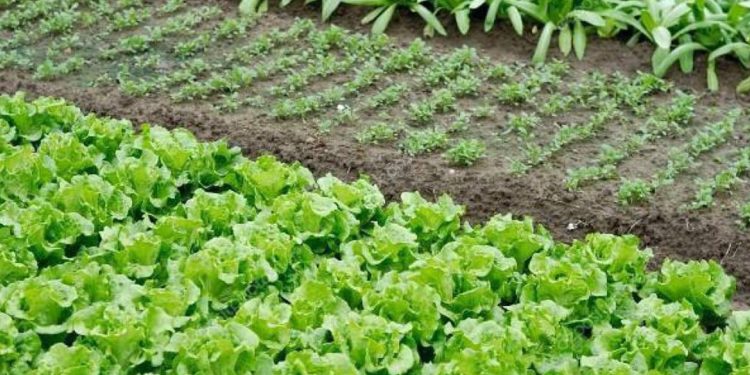 Emater-MG lança cartilha sobre compostagem para agricultores familiares