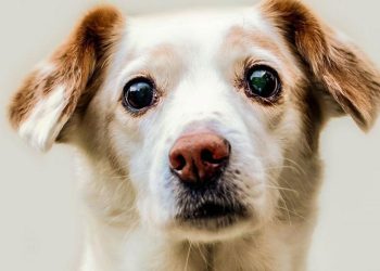 Governador Valadares apresenta novo programa de bem-estar animal