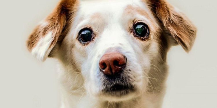 Governador Valadares apresenta novo programa de bem-estar animal