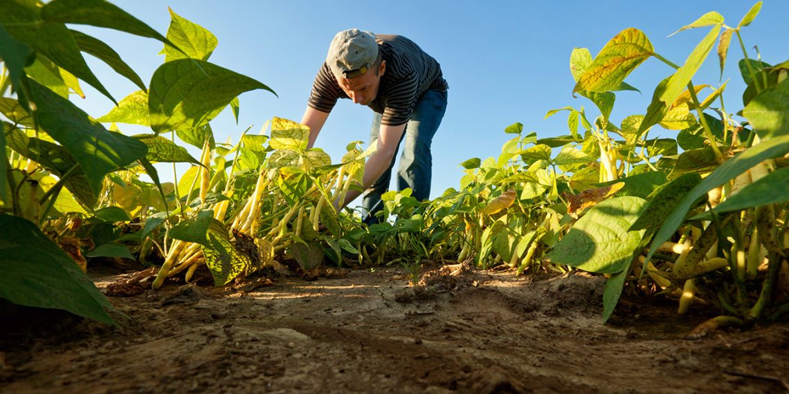 Inscrições abertas para o Garantia-Safra 2025/2026 em Minas Gerais