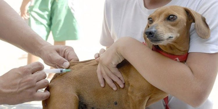 Valadares terá Dia D da vacinação contra a raiva em cães e gatos