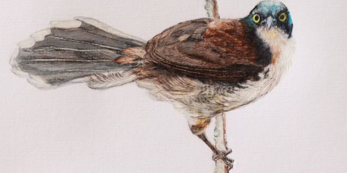 Artista plástico inaugura espaço cultural em Valadares com exposição de 170 desenhos autorais de aves catalogadas pelo Instituto Terra