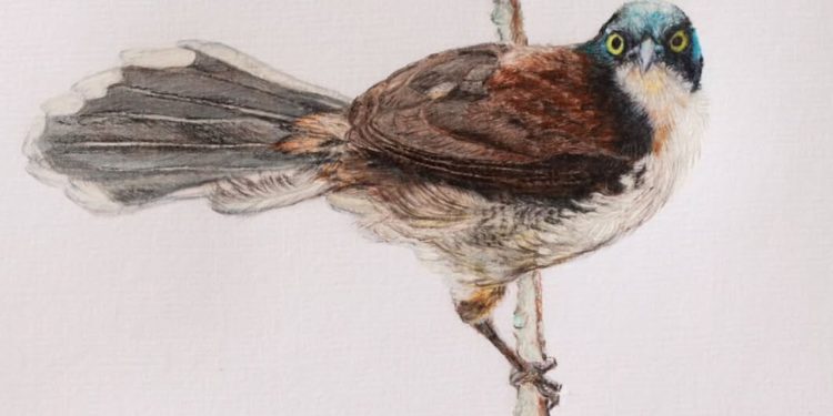 Artista plástico inaugura espaço cultural em Valadares com exposição de 170 desenhos autorais de aves catalogadas pelo Instituto Terra