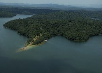 Minas avança no reflorestamento e ultrapassa 70% da meta de restauração da Mata Atlântica