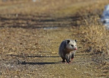 Chegada da temporada dos gambás exige atenção e respeito à fauna em Valadares