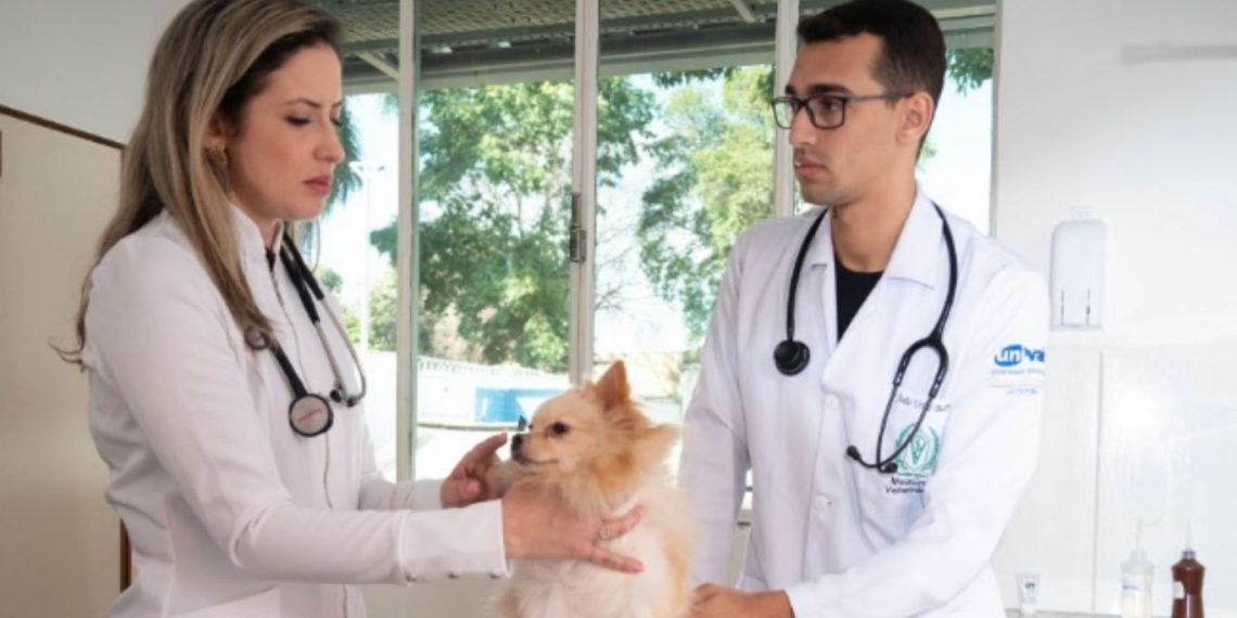 Clínica veterinária universitária em Valadares oferece atendimento 24 horas