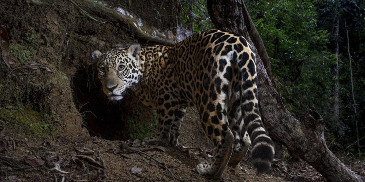 Onça-pintada registrada no Parque Estadual do Rio Doce ganha destaque na National Geographic