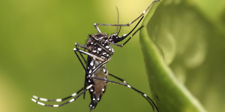 Primeiro LIRAa de 2026 aponta 5,2% dos imóveis pesquisados com a presença do mosquito transmissor de dengue, em Valadares