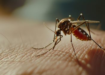 MG registrou mais de 118 mil casos de dengue em 2025, segundo dados do Ministério da Saúde