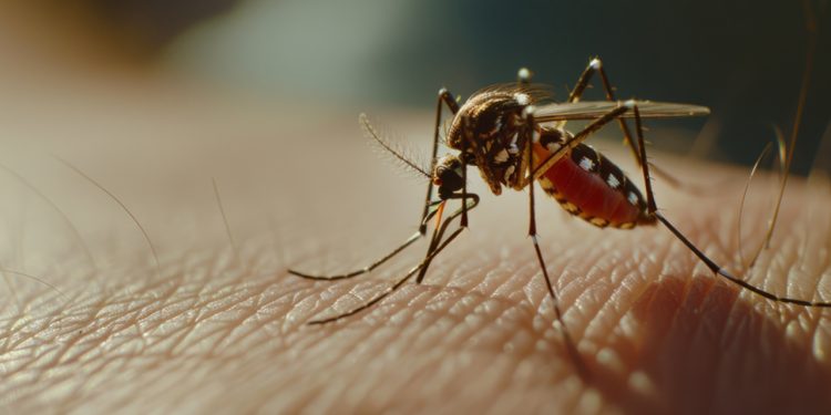 MG registrou mais de 118 mil casos de dengue em 2025, segundo dados do Ministério da Saúde