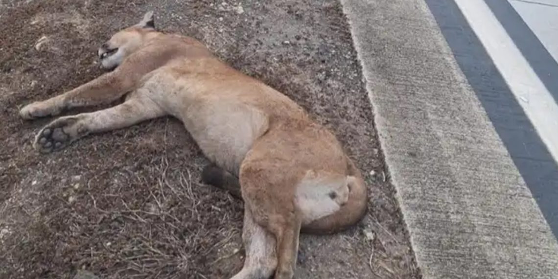 Onça-parda é encontrada morta ás margens da BR-381, em Antônio Dias
