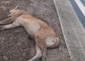 Onça-parda é encontrada morta ás margens da BR-381, em Antônio Dias