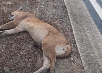Onça-parda é encontrada morta ás margens da BR-381, em Antônio Dias