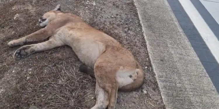 Onça-parda é encontrada morta ás margens da BR-381, em Antônio Dias