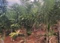 Palmito pupunha amplia renda de agricultores familiares no Vale do Rio Doce