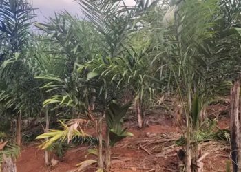 Palmito pupunha amplia renda de agricultores familiares no Vale do Rio Doce