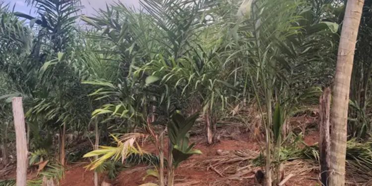 Palmito pupunha amplia renda de agricultores familiares no Vale do Rio Doce