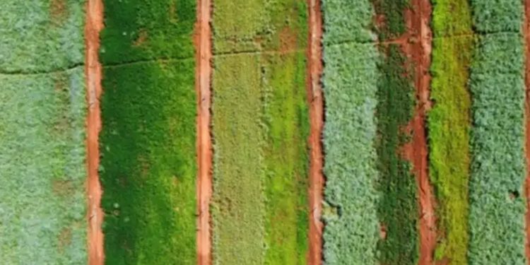 Pesquisa da UFMG avalia plantas de cobertura para ampliar produtividade do milho